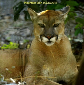 Cougar