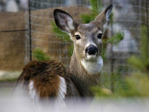 Deer Beauty