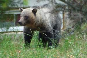 Grizzly Bear