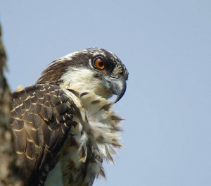 Osprey Stare 
