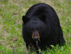 Black Bear