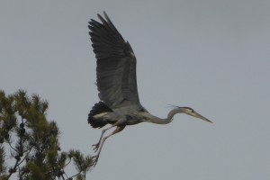 Blue Heron