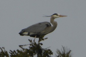 Blue Heron