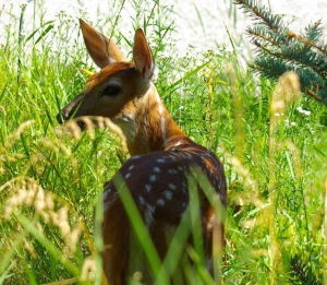 Fawn Look