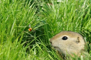 Gopher/bee