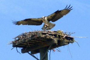 osprey