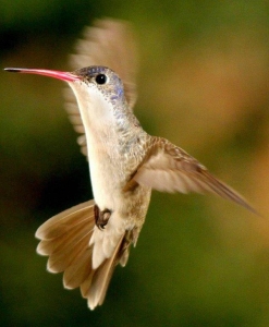 Humming Bird