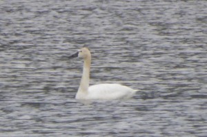Swan