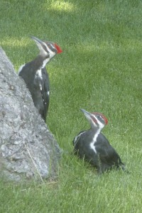 woodpeckers